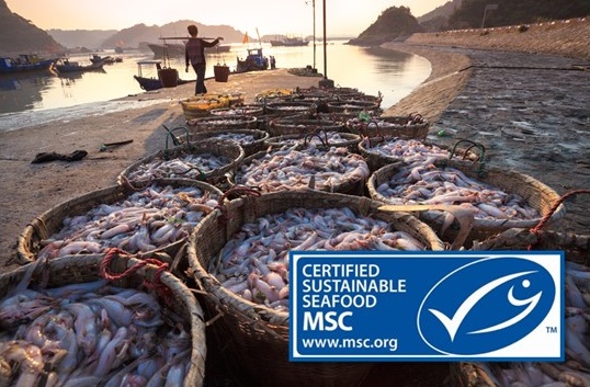 BUREAU VERITAS MSC ASC COC