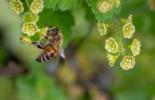 Bee celebration
