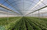 Food Growing