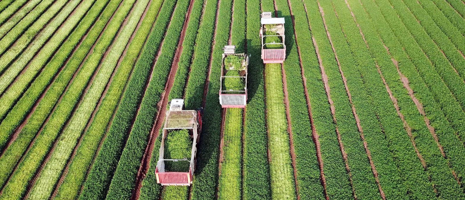 Farming 