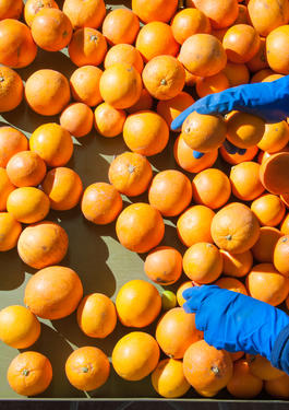 Bureau Veritas food activities