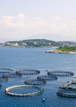 bureau veritas aqua culture & sea food