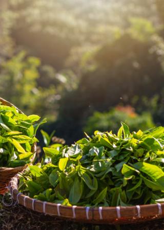 Tea culture