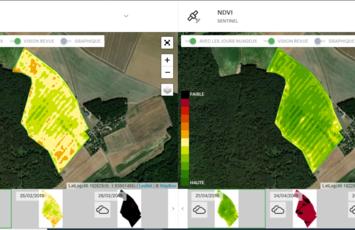 Blé tendre d’hiver